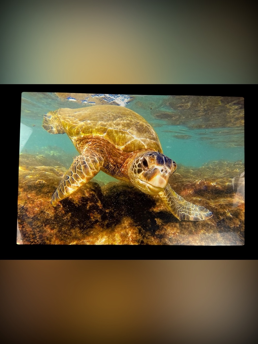 Jason O’Rourke “Napili Honu” Signed No. 1/300 Limited Edition 16×24 Metal Photo